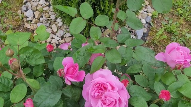 Английские розы: Голден Селебрейшен, Миранда, Бенджамин Бриттен, Мэри Роуз, Поэтс Вайф, Фальстаф смотреть онлайн