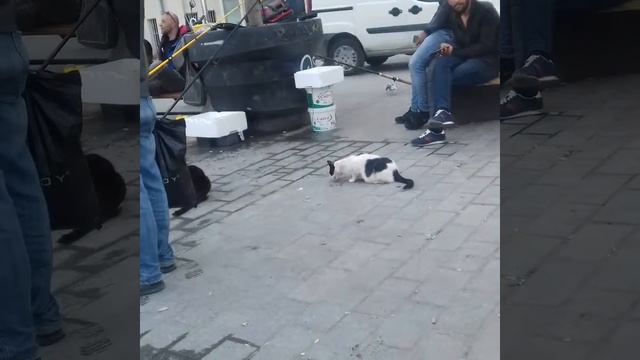 Стамбул рыбаки кормят котов смотреть онлайн