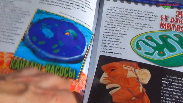 Обзор журнала, "Удивительное тело человека" №2 мясо. Собери и исследуй. Патворщик шоу. смотреть онлайн