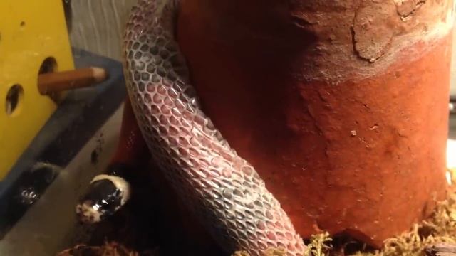 Змея линяет, сбрасывает кожу. The snake sheds, sheds its skin. смотреть онлайн