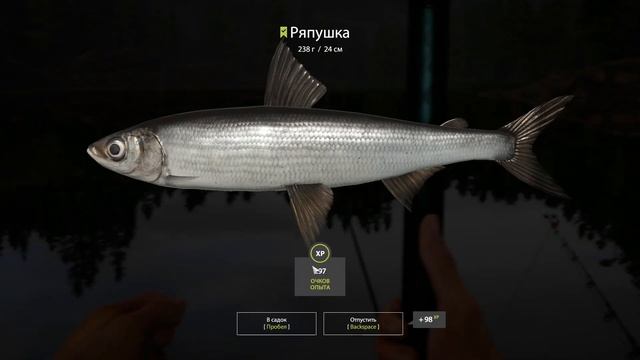 Ряпушка на Куори 30.08.2021 Русская рыбалка 4❗ Ряпушка❗Фарм❗ Куори❗ РР4❗ РЫБОКИТ❗ смотреть онлайн