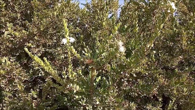 הדס שיח מיוחד מזין את הדבורה וגם.. смотреть онлайн