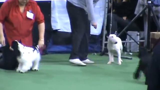 DogStatus.ru: Памяти Сабанеева-2010, бэст беби и щенков смотреть онлайн