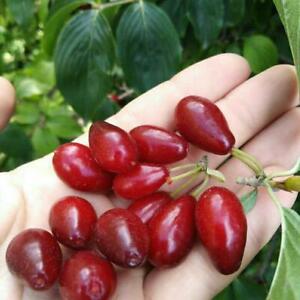 Что такое КИЗИЛ