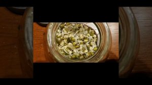 ?Как прорастить Маш-бобы. Соевые проростки своими руками