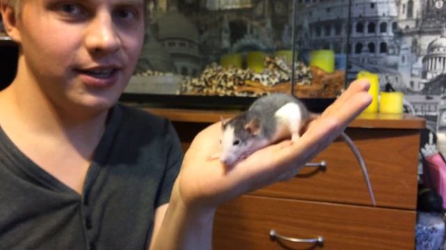 Как спасти крысу от змеи, а змею от крысы!? смотреть онлайн