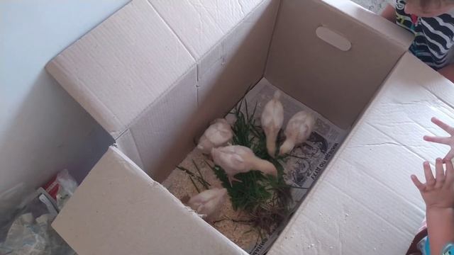 Купили цыплят бройлеров. Не знаем как за ними ухаживать. смотреть онлайн