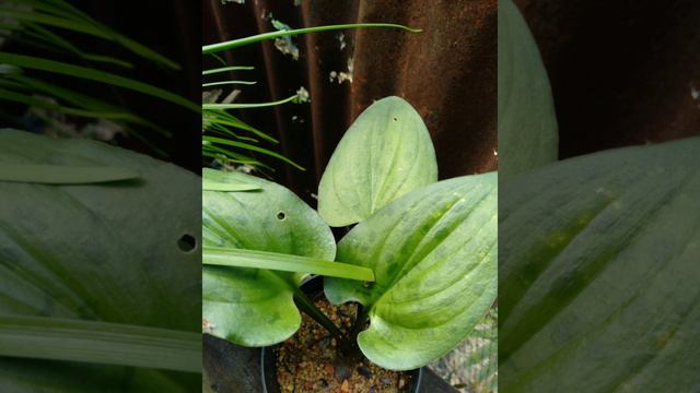 Keladi hias milik saya смотреть онлайн