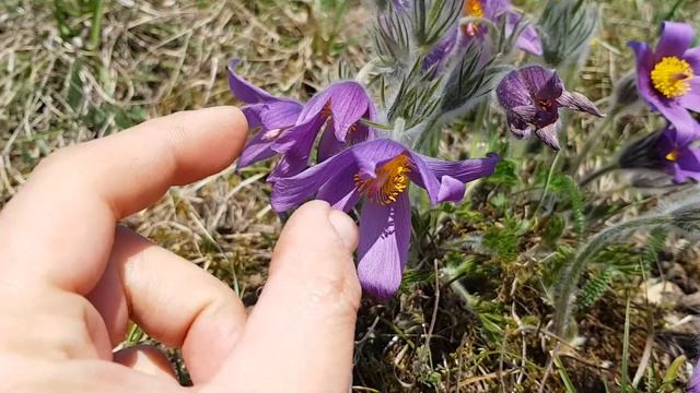 Gewöhnliche Kuhschelle - Blühne Exemplare - 08.04.18 (Pulsatilla vulgaris) смотреть онлайн
