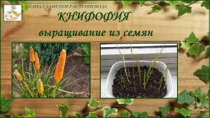 Книфофия - выращивание из семян, экзотика в вашем саду