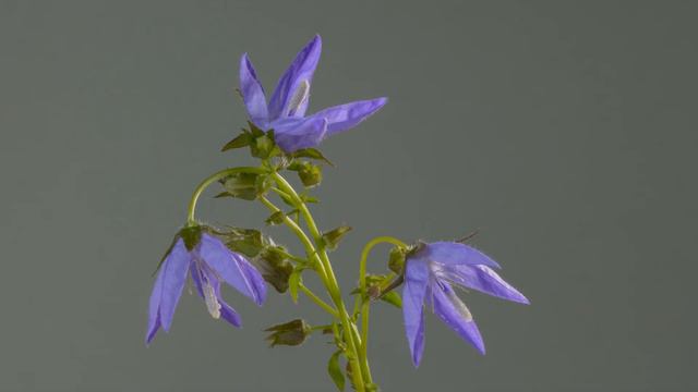 Dalmatian Bellflower / Campânula-da-dalmácia / Campanula poscharskyana - LoFi смотреть онлайн