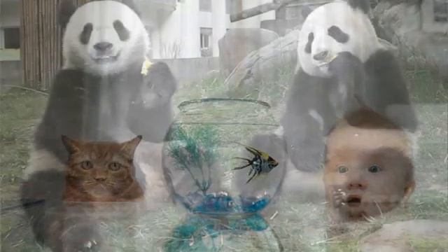 животные рядом с нами смотреть онлайн