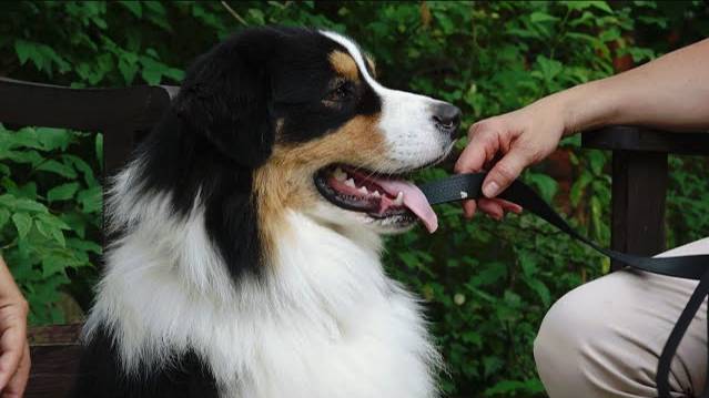 ДТ - 170. Аусси - охота за велосипедистами