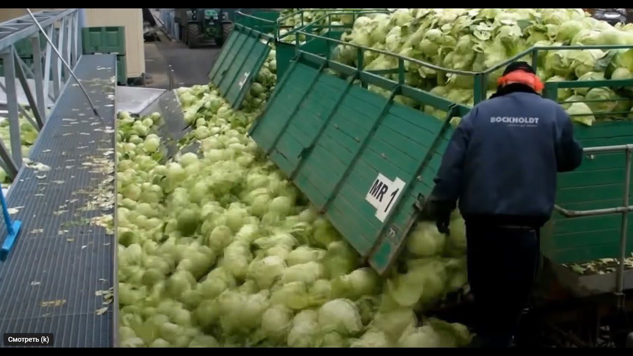 Как получить идеальную квашеную капусту: секреты выращивания и засолки | Как это растёт? смотреть онлайн