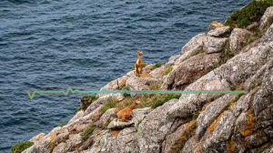 Хузаймат - Дила даргон 2024