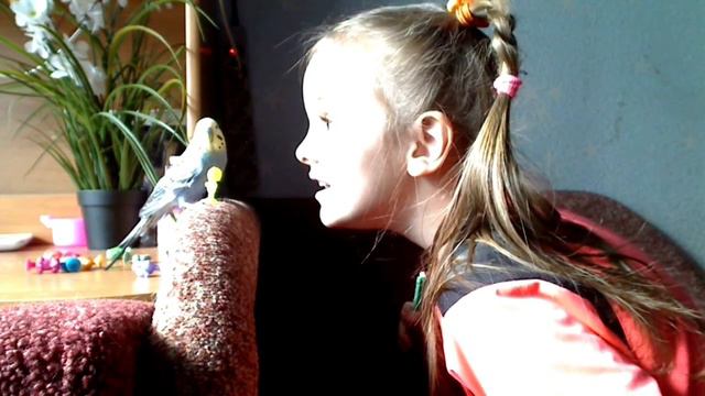 Дрессируем попугаев при помощи Свинки Пеппы. Весело и интересно! смотреть онлайн