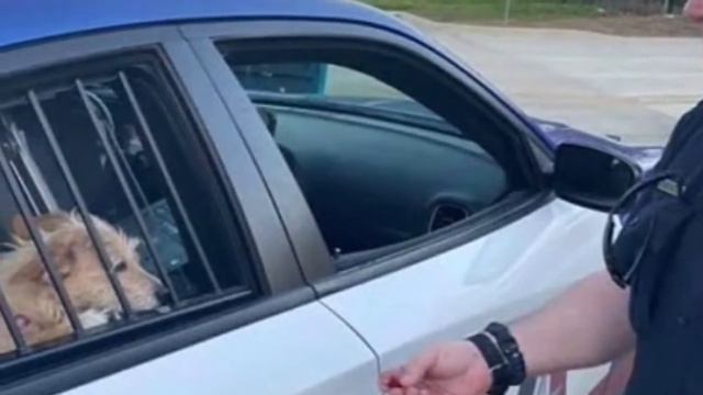 Кто-то выбросил двух собачек из дома и из своей жизни. Хорошо, что рядом были неравнодушные люди