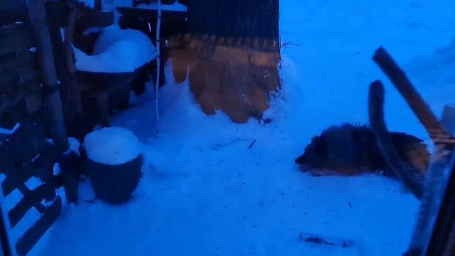 Вечер в Избушке, хвостатые помогаторы и новое знакомство смотреть онлайн