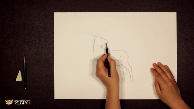 Как нарисовать оленя поэтапно простым карандашом начинающие смотреть онлайн