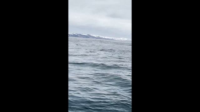 Морская прогулка в поисках китов. Териберка. Мурманская область. 2022 смотреть онлайн
