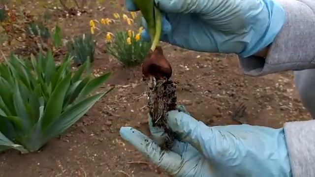 посадка квітки смотреть онлайн