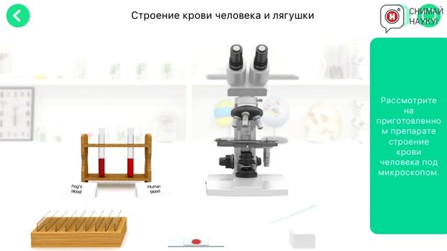 Изучение строения крови человека и лягушки смотреть онлайн