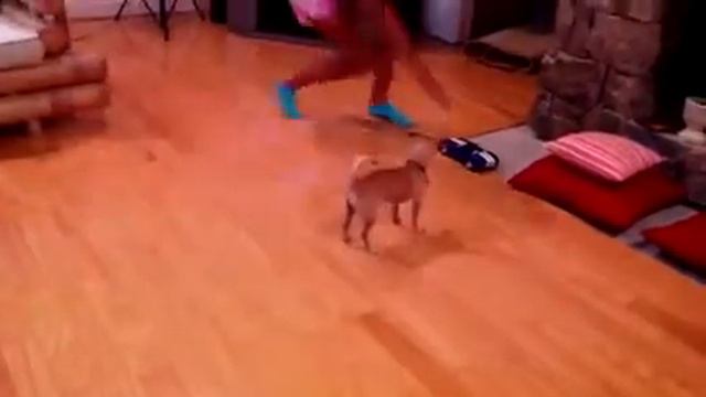 Car vs Chihuahua смотреть онлайн