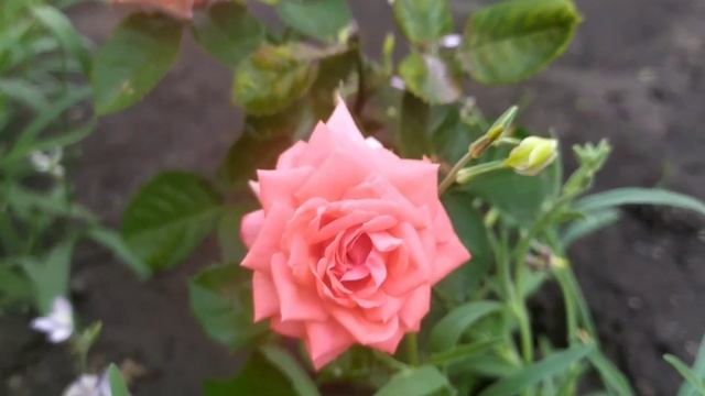 Роза спрей Барбадос (Barbados) смотреть онлайн