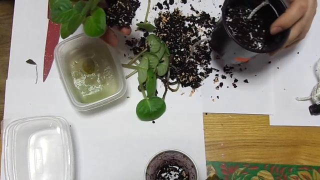 Как пересадить фиалку на фитиле в домашних условиях пошагово. Мастер-класс. смотреть онлайн