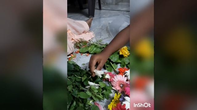 సుమక్క పెండ్లి కి పోయచ్చిన.మందార కొమ్మలు తెచ్చుకున్న#i Brought Hibiscus Cutting S Today....