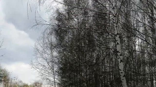 Весенние заготовки для шиншилл.