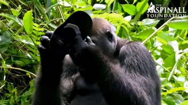 "MOST GENIUS ANIMAL" Heart-warming♥️ moment Damian Aspinall's wife Victoria is accepted by gorilla? смотреть онлайн