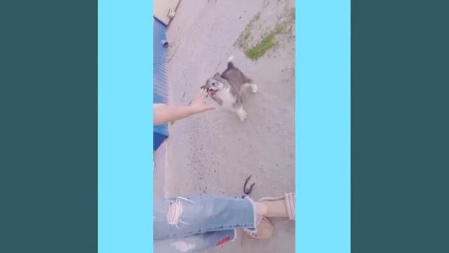 Мои любимые животные я вас очень люблю😍😍😍 смотреть онлайн