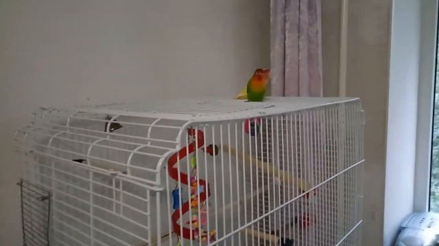 Мои неразлучники Гарик и Прося научились заходить домой в клетку