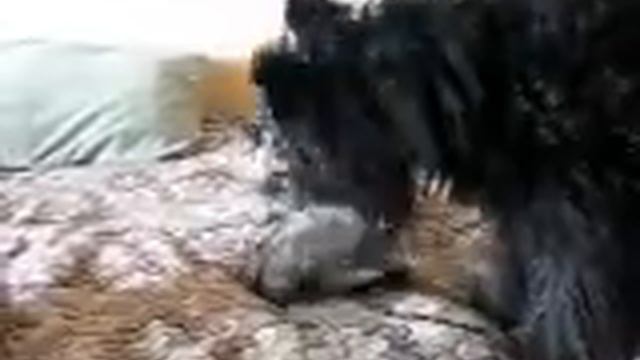 Кошка и Собака играют смотреть онлайн