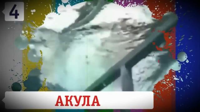 5 СУМАСШЕДШИХ БИТВ ЖИВОТНЫХ С ЛЮДЬМИ СНЯТЫХ НА КАМЕРУ смотреть онлайн