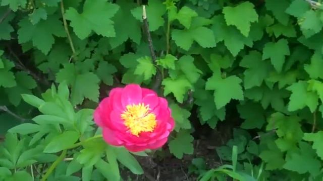 Cytherea Peony смотреть онлайн