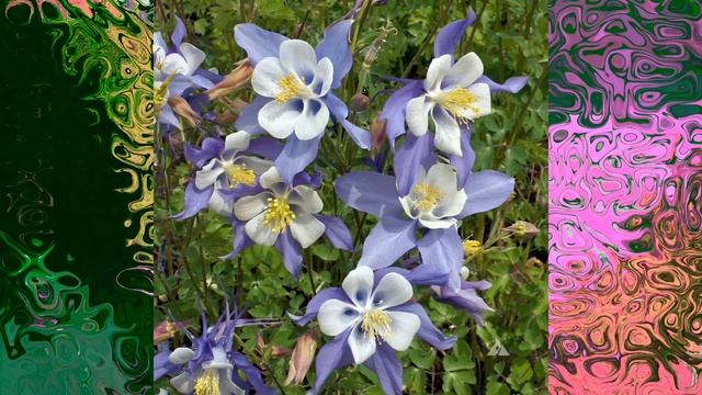 Hasekiküpesi - Aquilegia caerulea смотреть онлайн