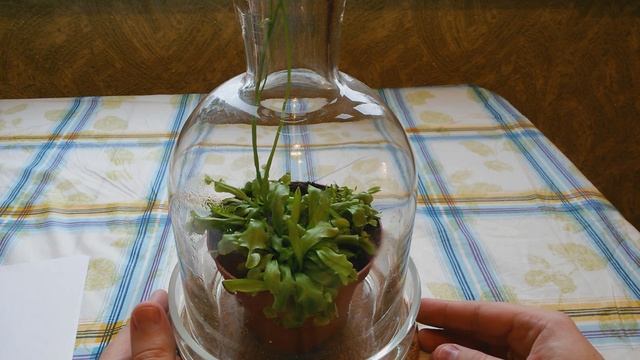 Цветение венериной мухоловки смотреть онлайн