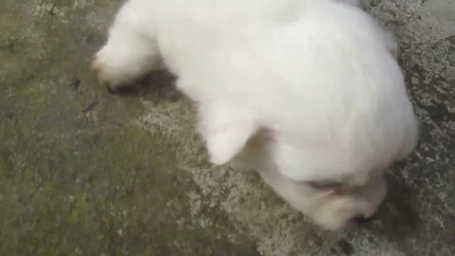 Первая прогулка. смотреть онлайн