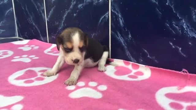 Beagle filhotes snoopy tricolor bicolor (11)94170.1378...zap смотреть онлайн