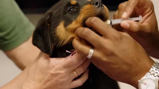 Most expensive dogs only rich people can buy! смотреть онлайн