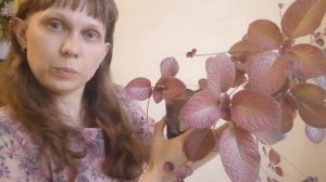 Комнатные цветы/оформление стены