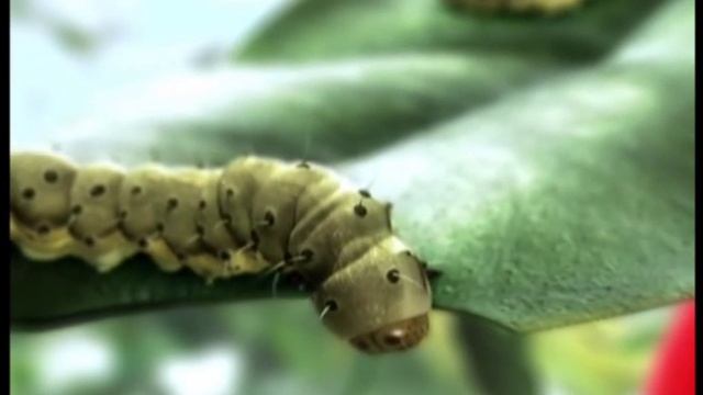 Инсектицид ПРОКЛЭЙМ: механизм действия смотреть онлайн