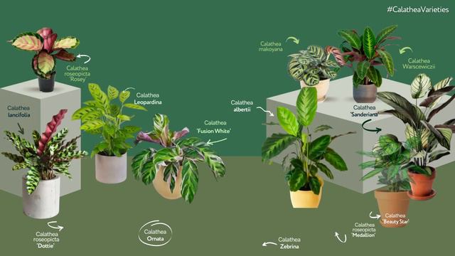Calathea Varieties смотреть онлайн