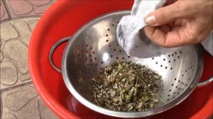 Чёрный тмин в открытом грунте.  Мой эксперимент!