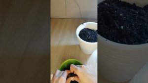 Корни хосты пересохли, как реанимирую