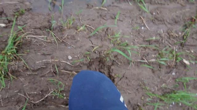 Экстремальное переувлажнение почв, МО, 30 мая 2020. смотреть онлайн