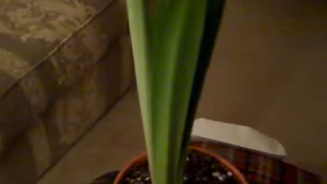 amaryllis смотреть онлайн
