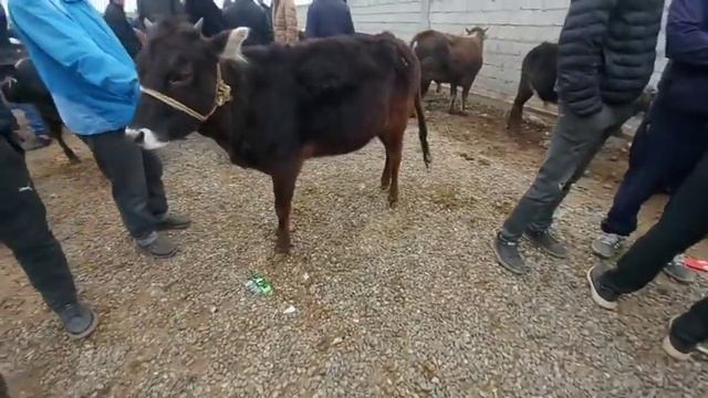 Бозорда гову мол кам шидай Молбозори н,Фархор 20 марта 2022 г.